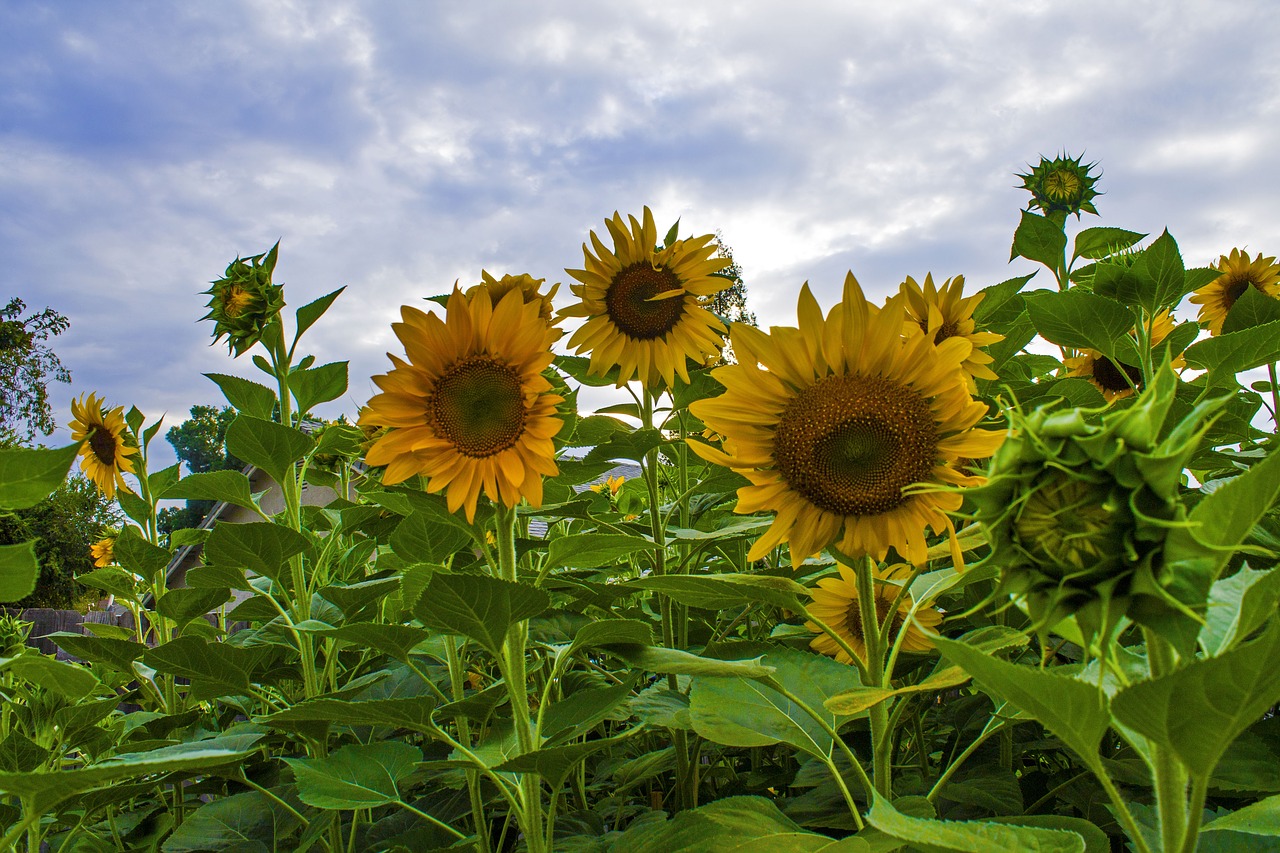 sunflowers garden flowers free photo