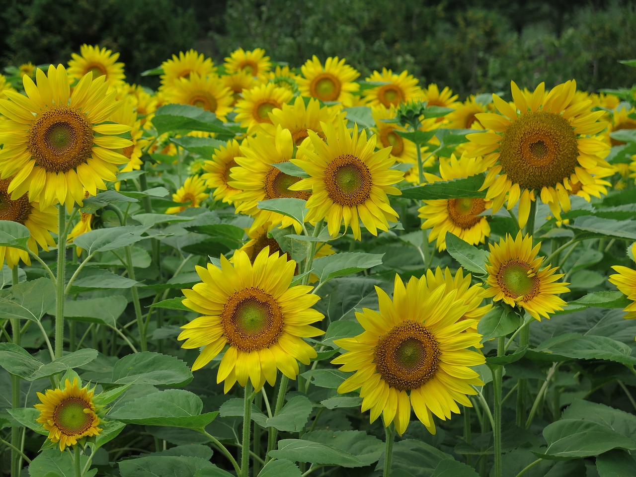 sunflowers flowers yellow free photo