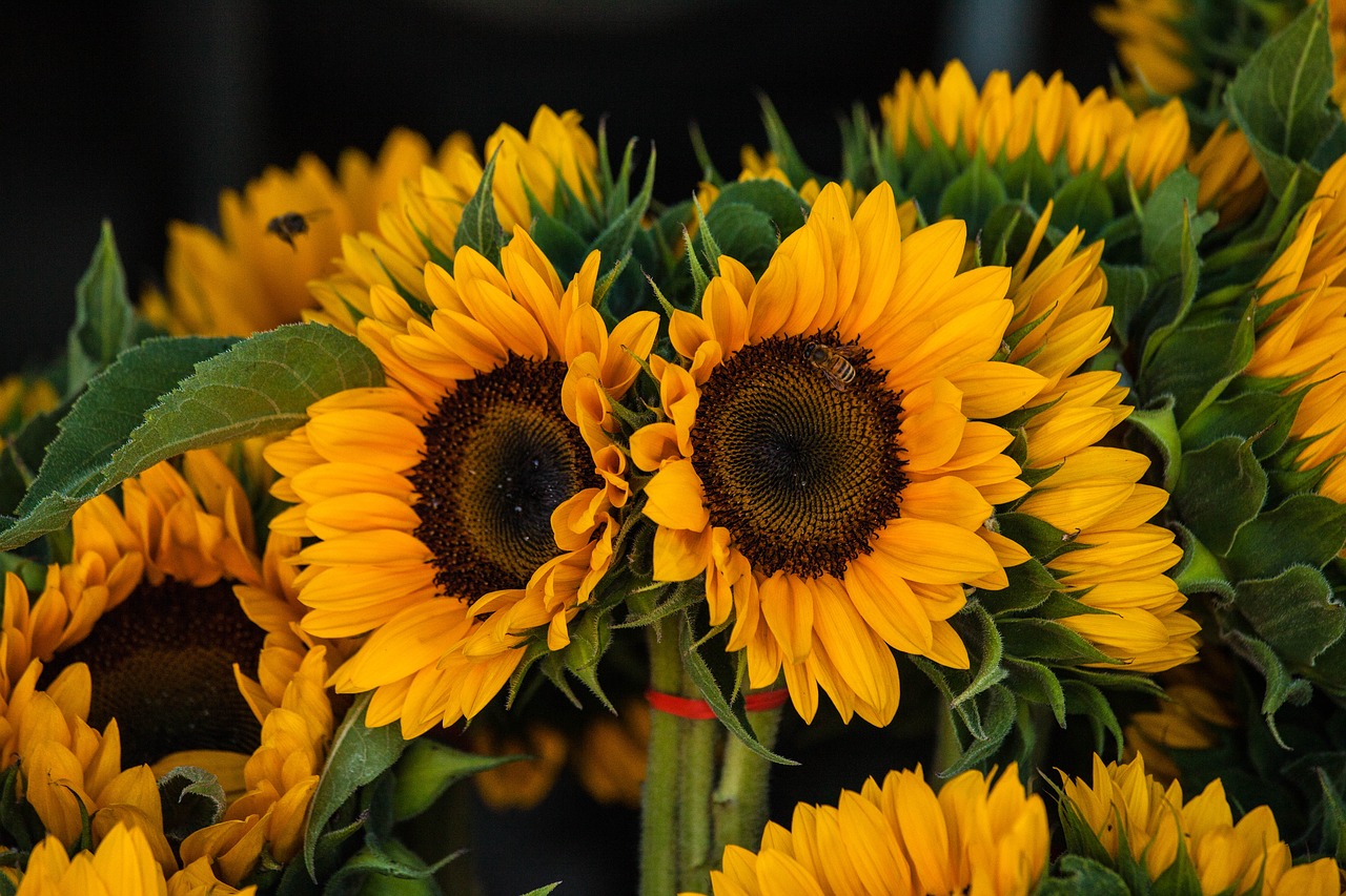 sunflowers yellow nature free photo