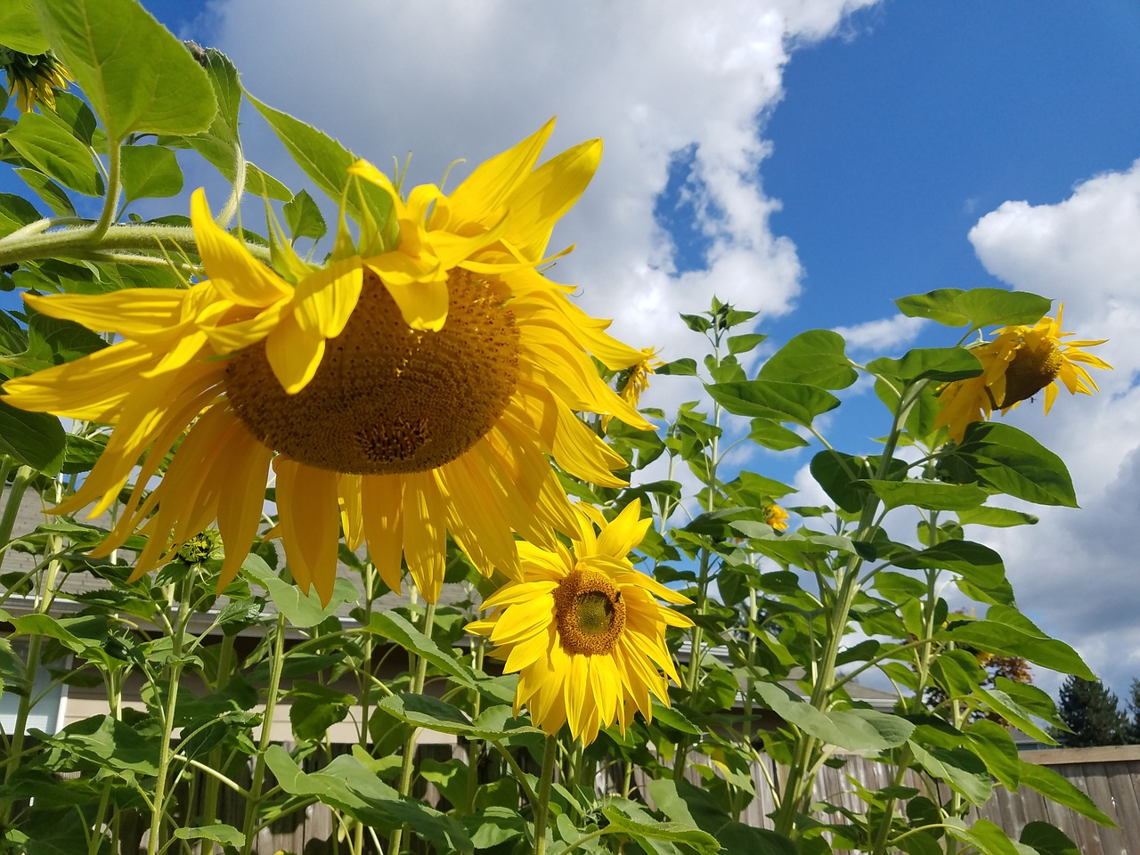 sunflowers sunny day summer free photo