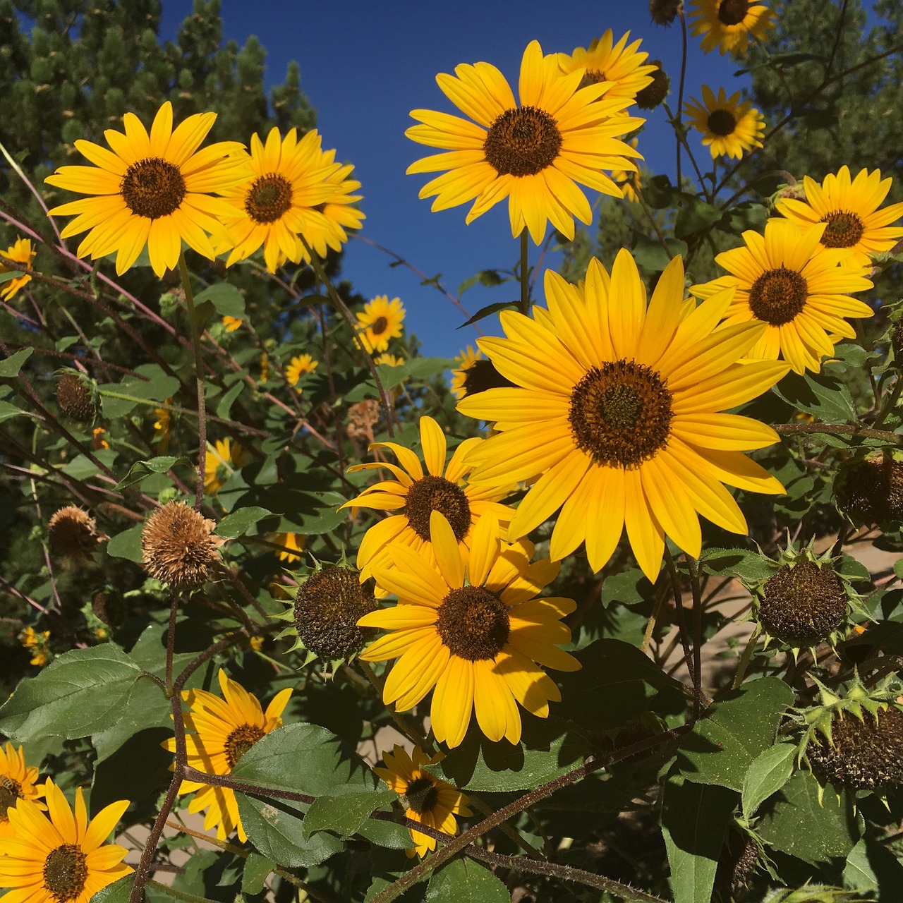 sunflowers yellow many flowers free photo