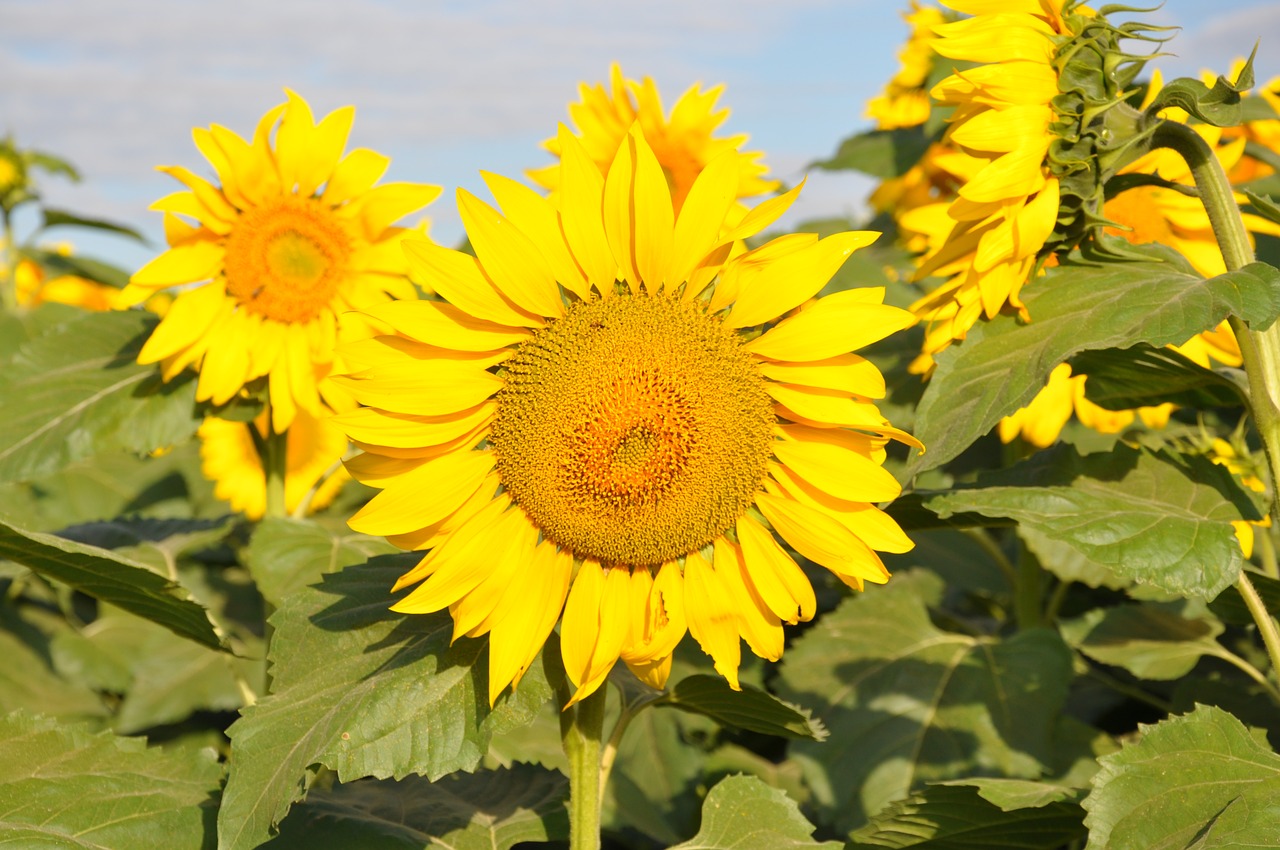 sunflowers são paulo brazil free photo
