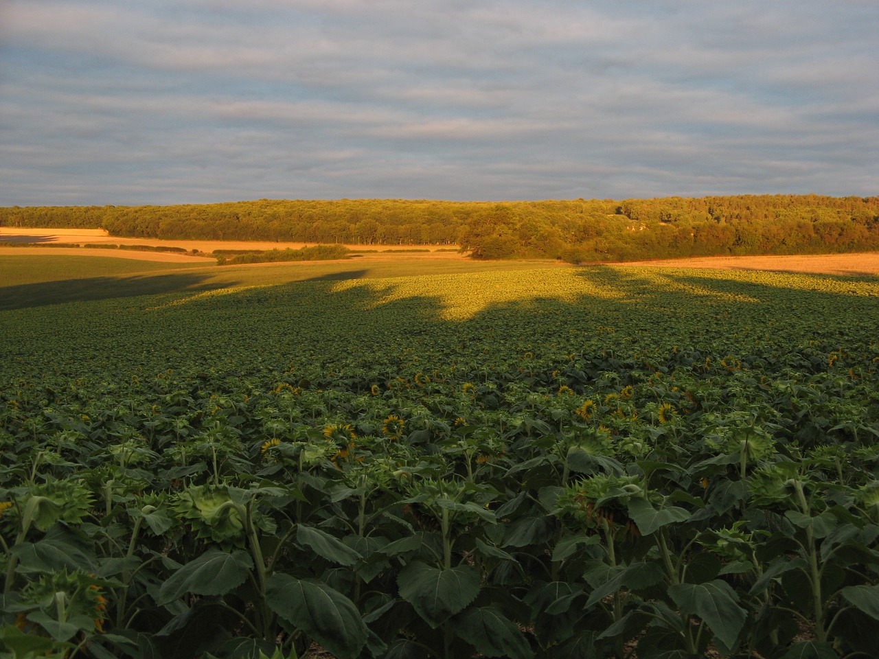 sunflowers fields nature free photo