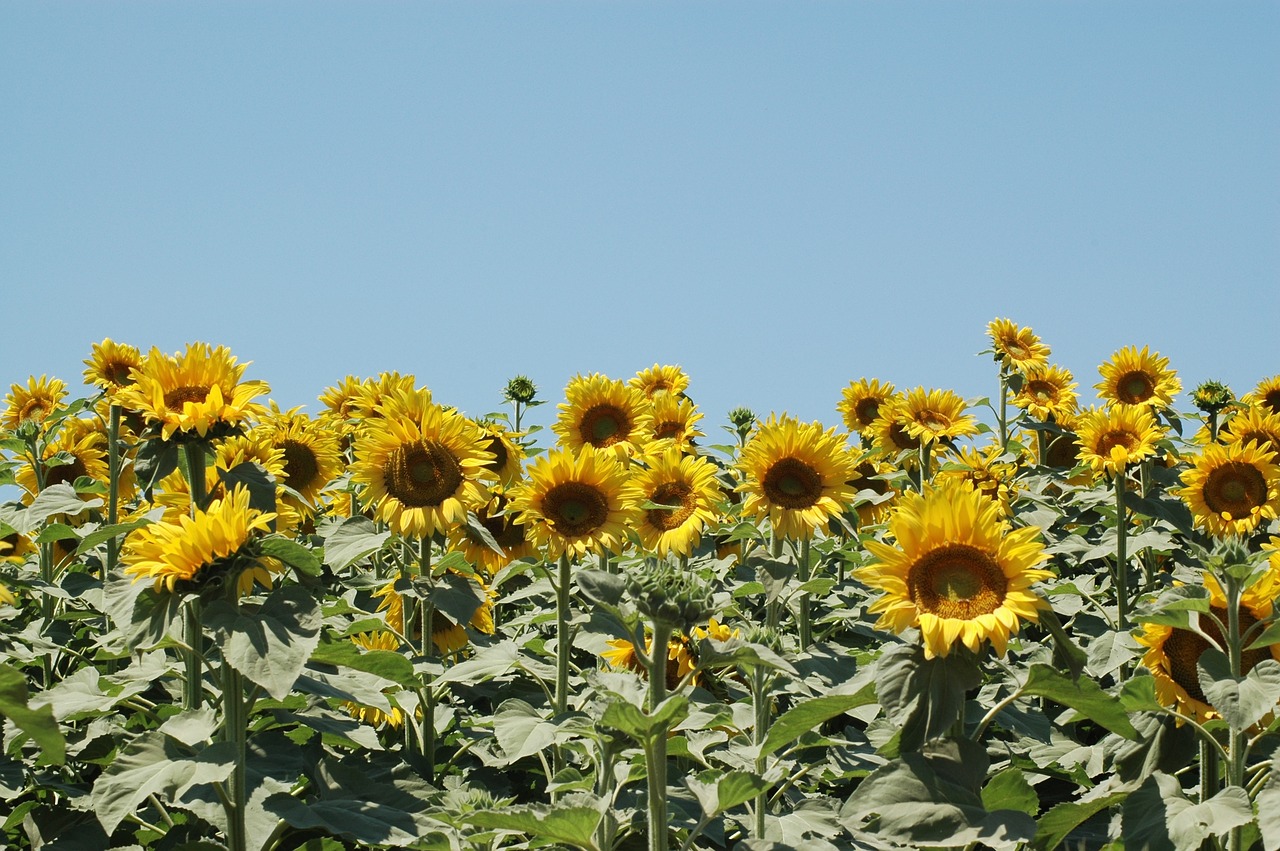 sunflowers sunflower campaign free photo