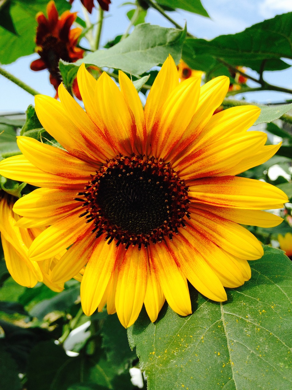 sunflowers summer flower free photo