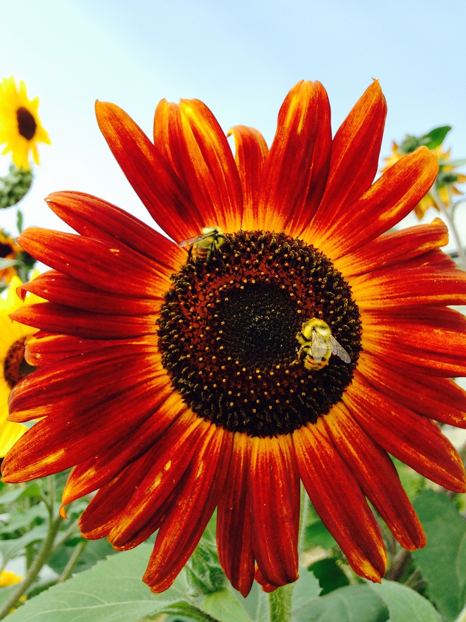 sunflowers summer flower free photo