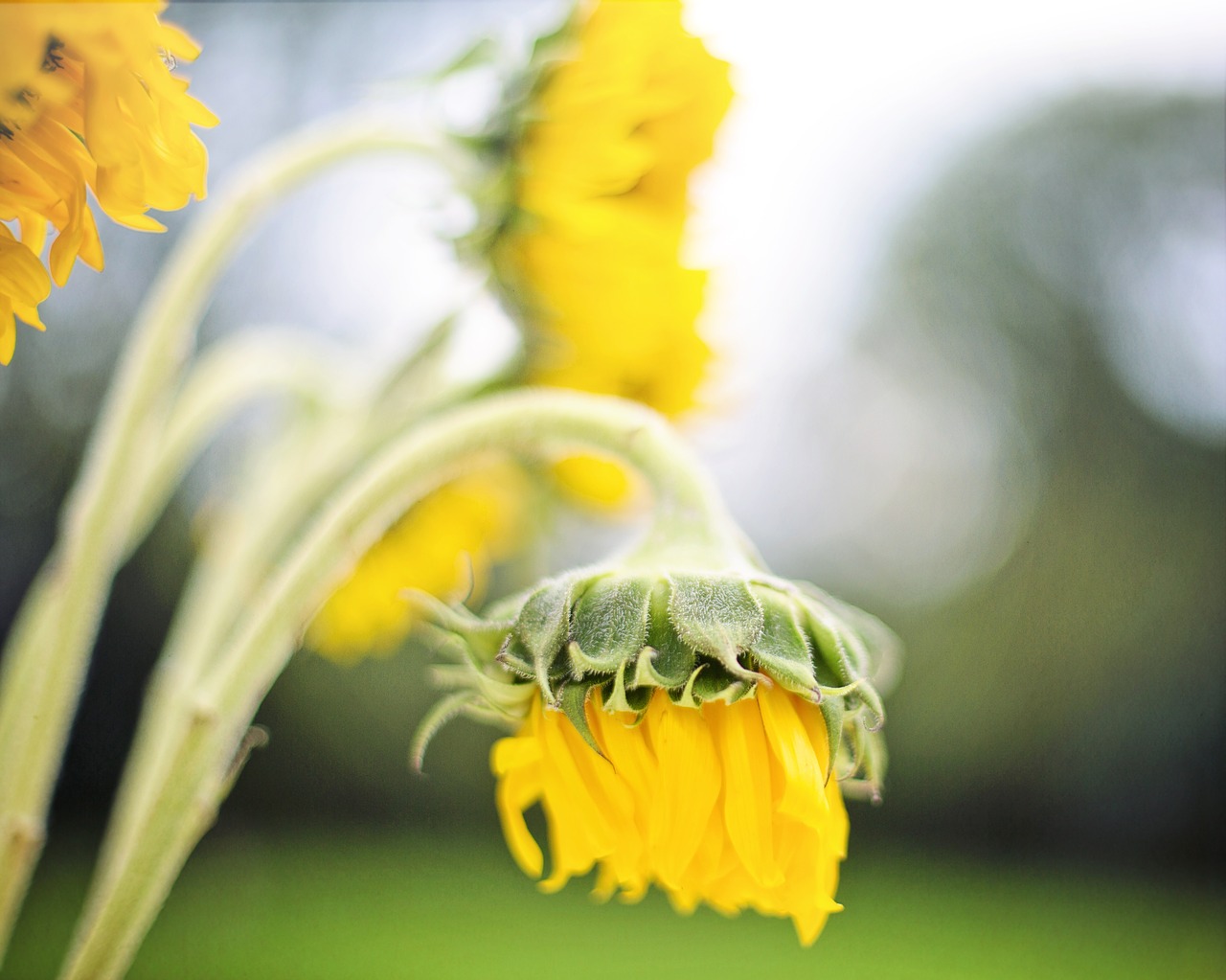 sunflowers yellow summer free photo