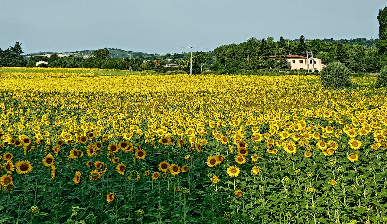 sunflowers landscape spring free photo
