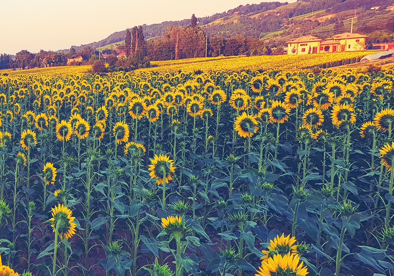 sunflowers summer flowers free photo