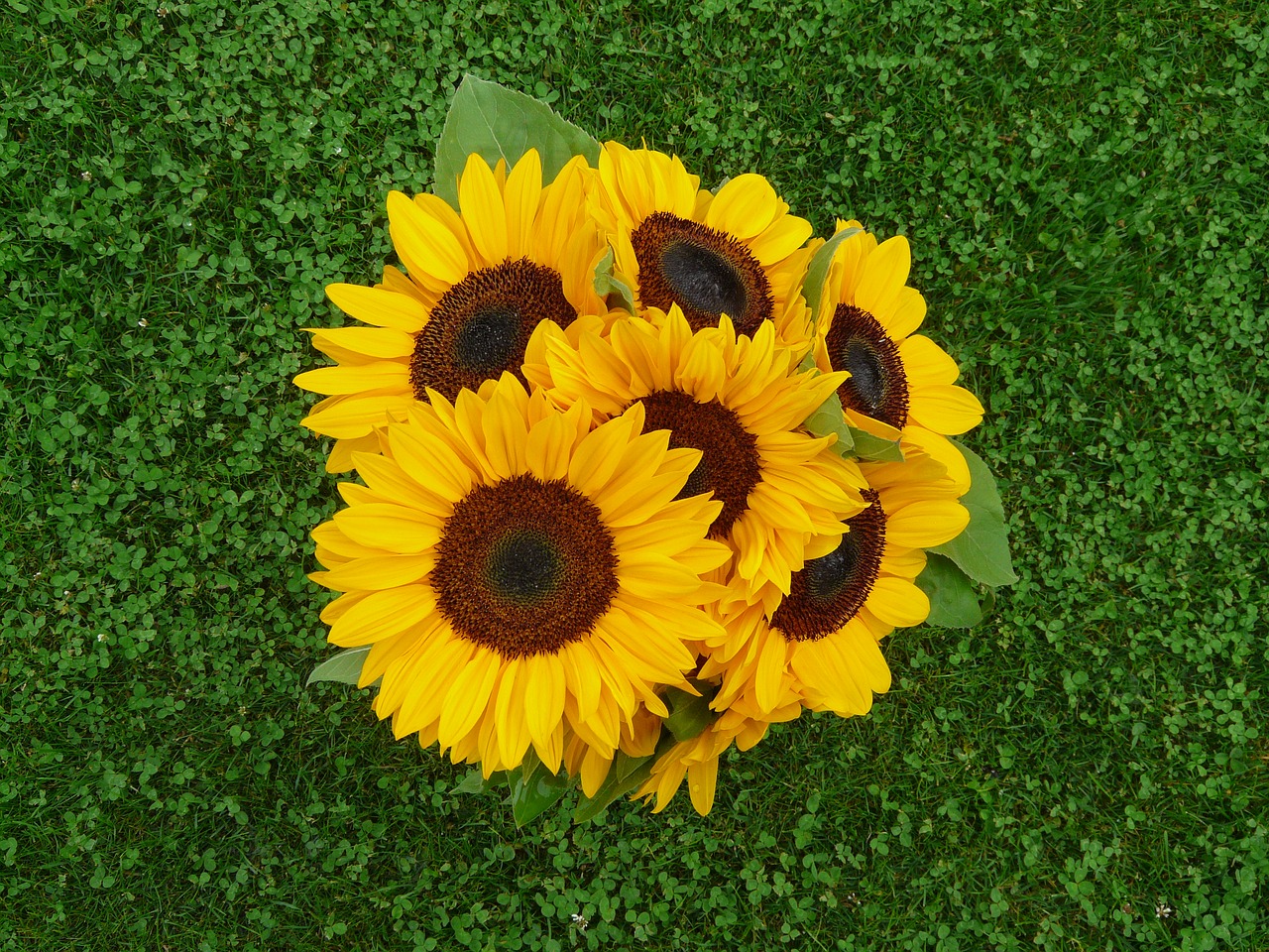 sunflowers bouquet yellow free photo