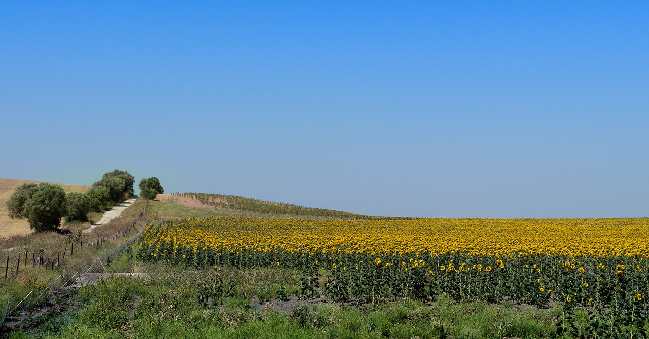 sunflowers field landscape free photo