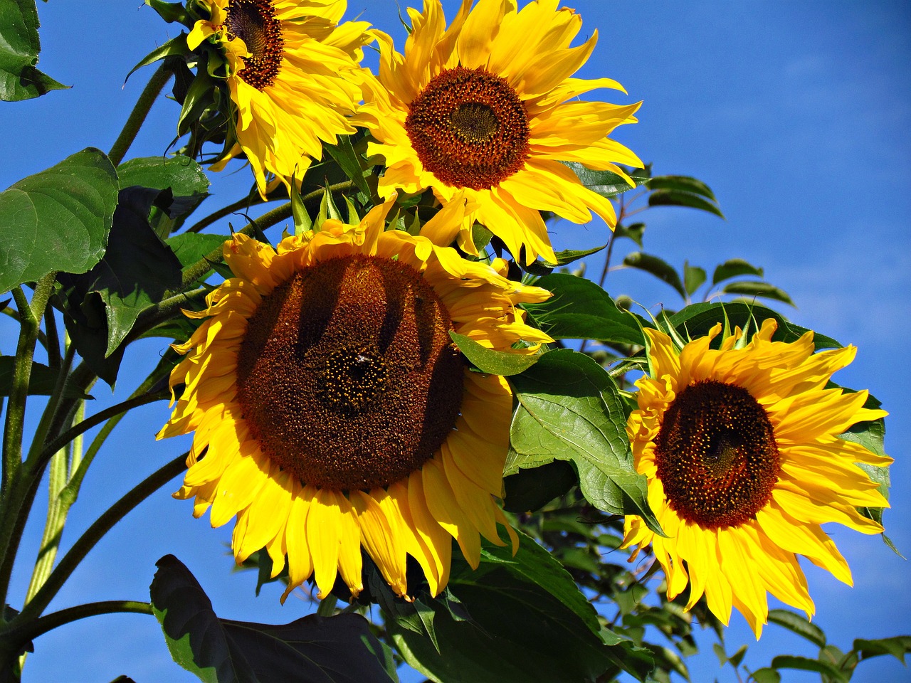 sunflowers field flower free photo