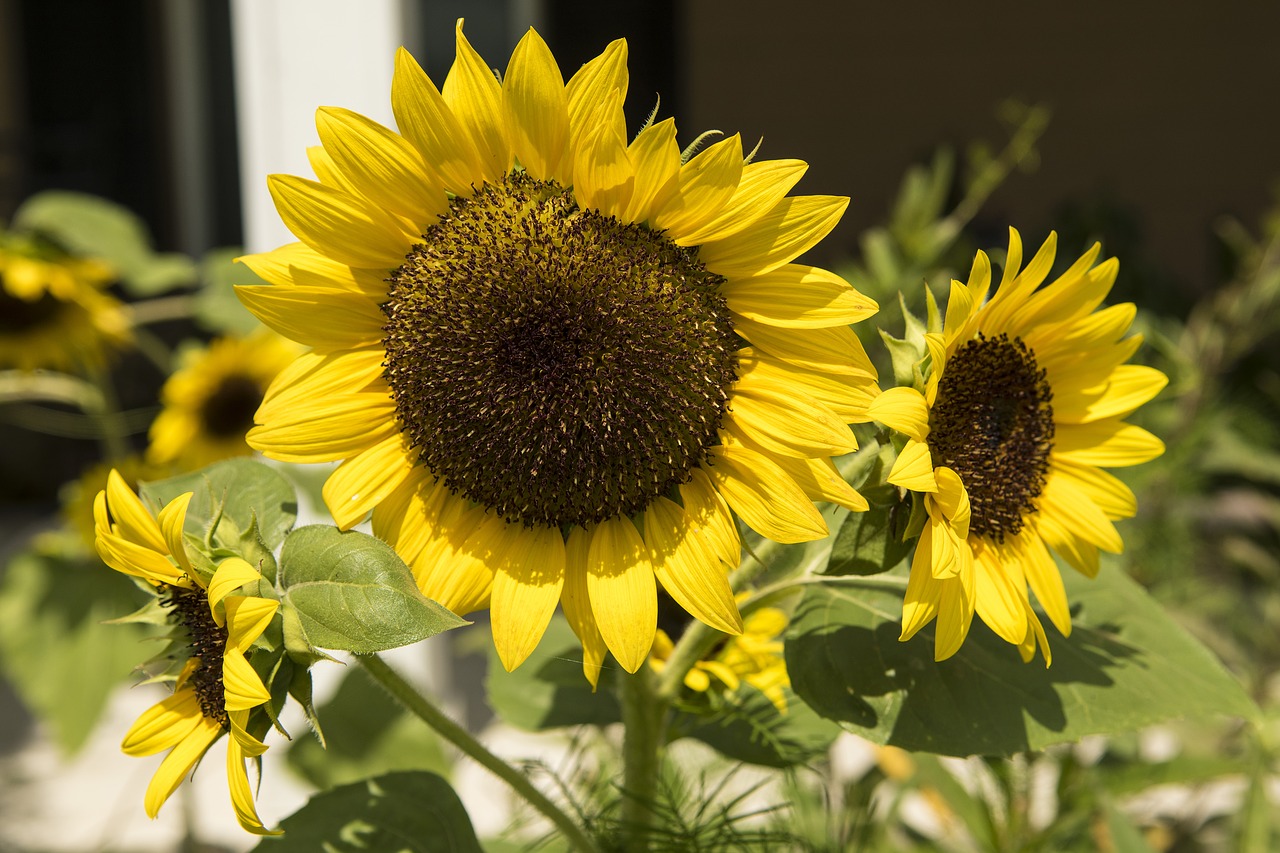 sunflowers flowers yellow free photo