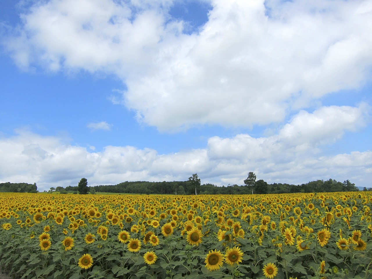 sunflowers fields flowers free photo