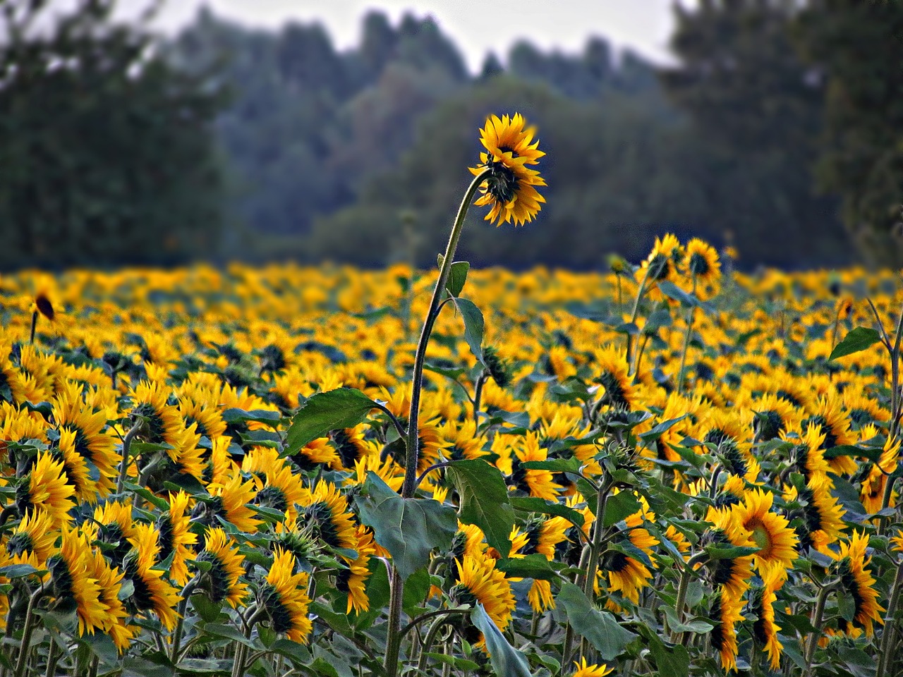 sunflowers field summer free photo