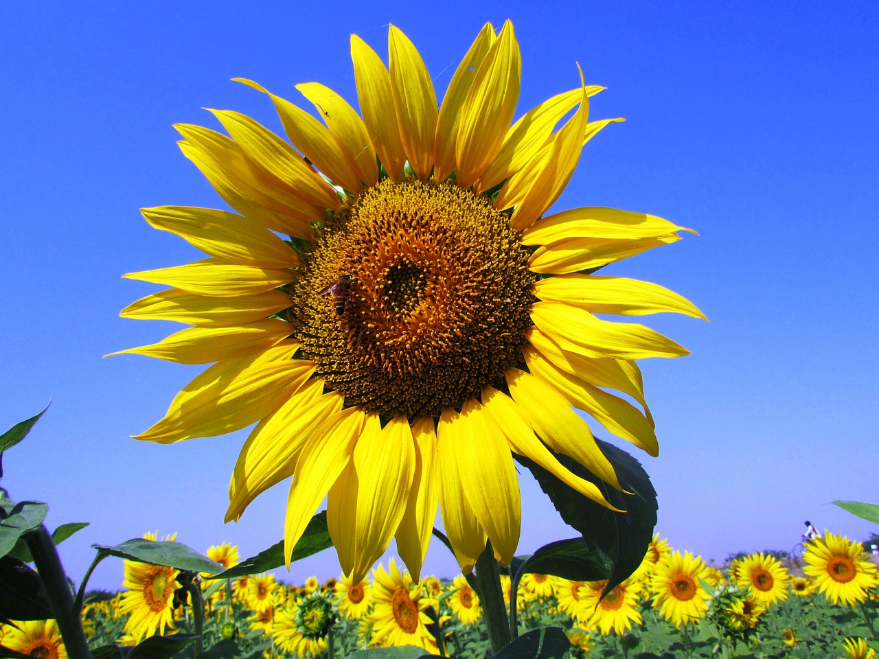 sunflowers blossoms blooms free photo