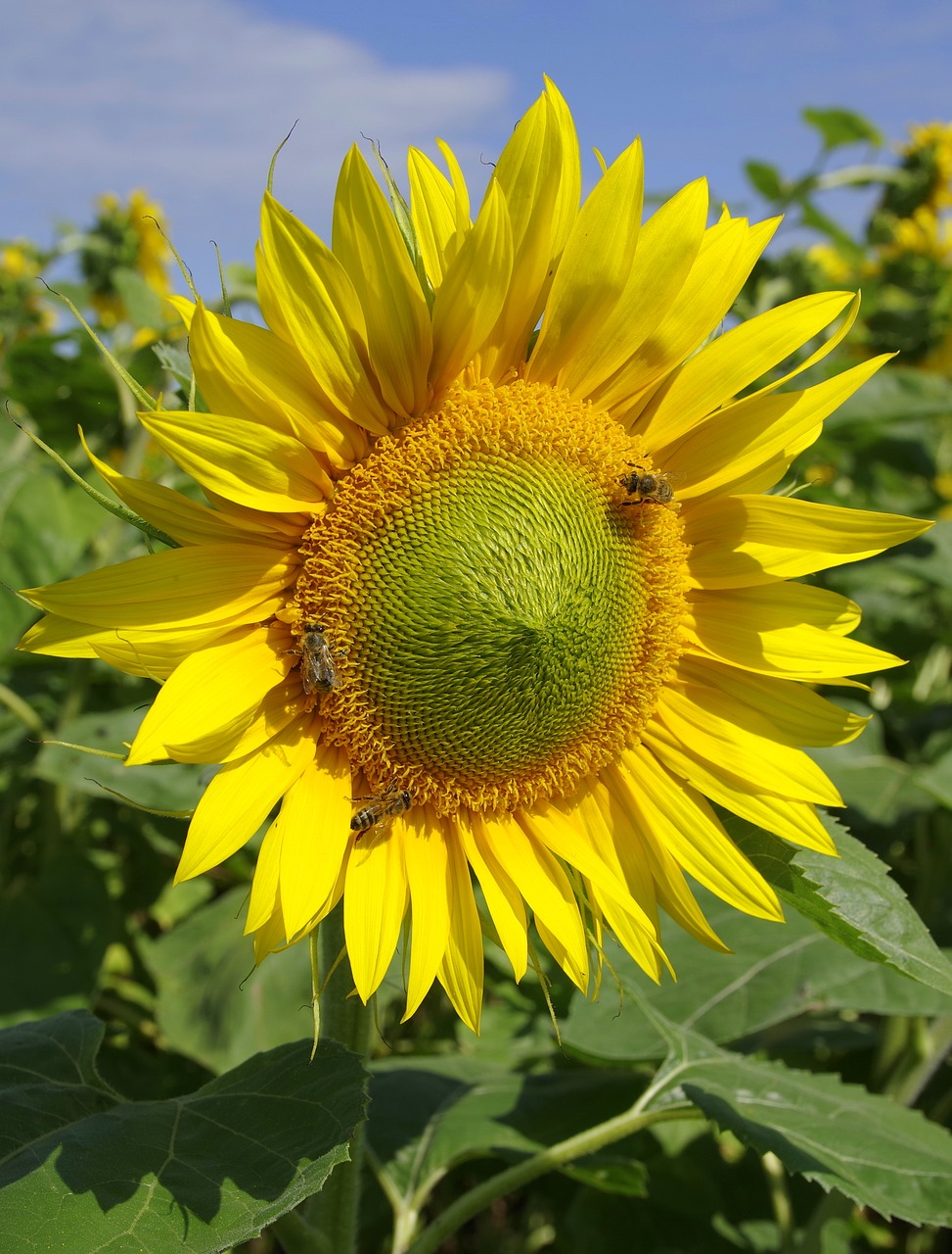 sunflowers field flower free photo