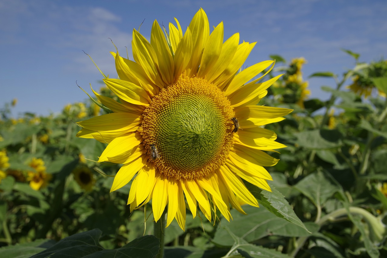 sunflowers field flower free photo