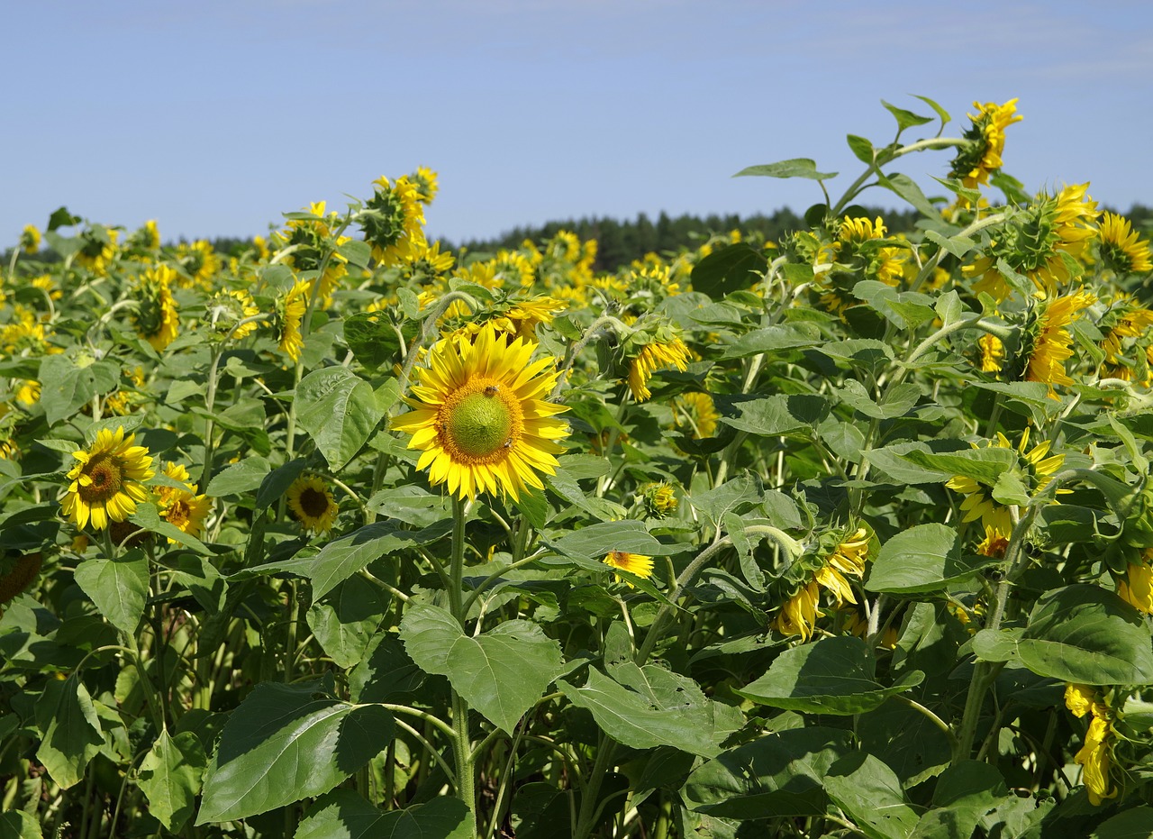 sunflowers field landscape free photo