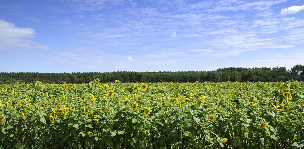 sunflowers field landscape free photo