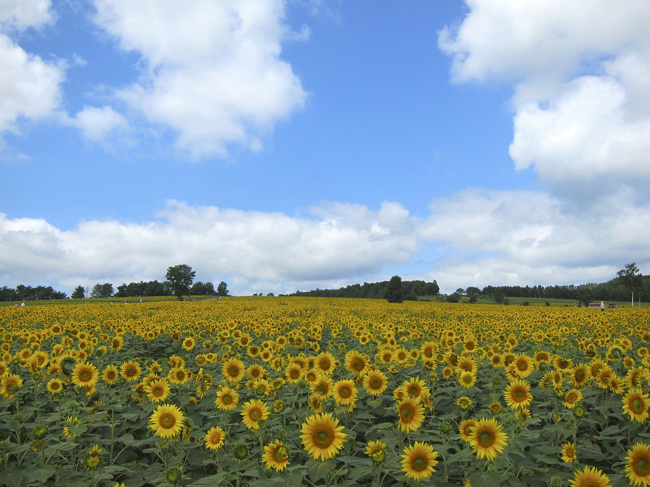 sunflowers field blooming free photo