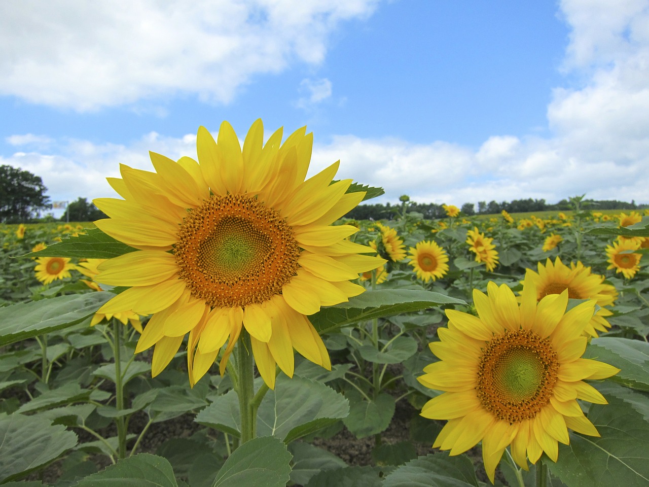 sunflowers sunflower field free photo