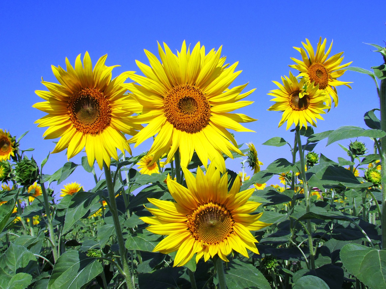 sunflowers sunflower yellow free photo