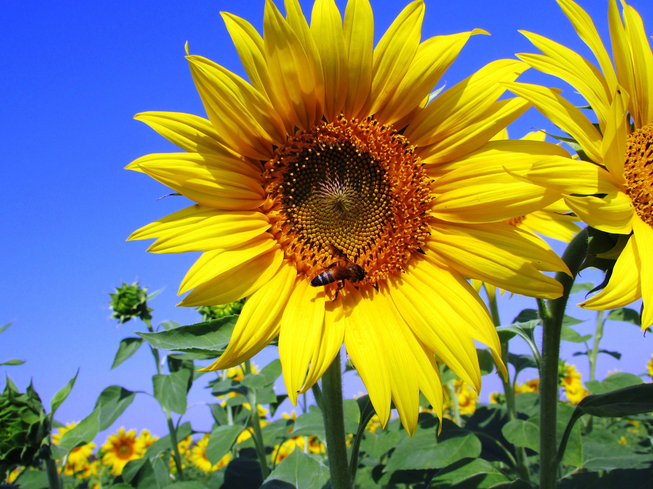 sunflowers sunflower yellow free photo