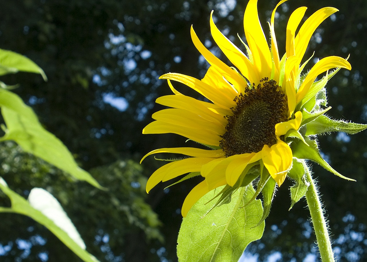 sunflowers yellow blossoms free photo