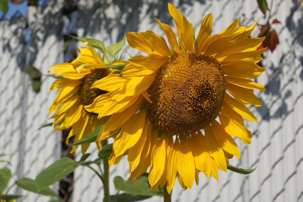 sunflowers yellow gold free photo