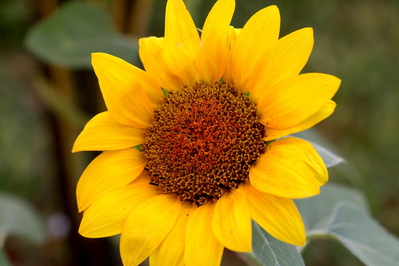 sunflowers yellow flower free photo