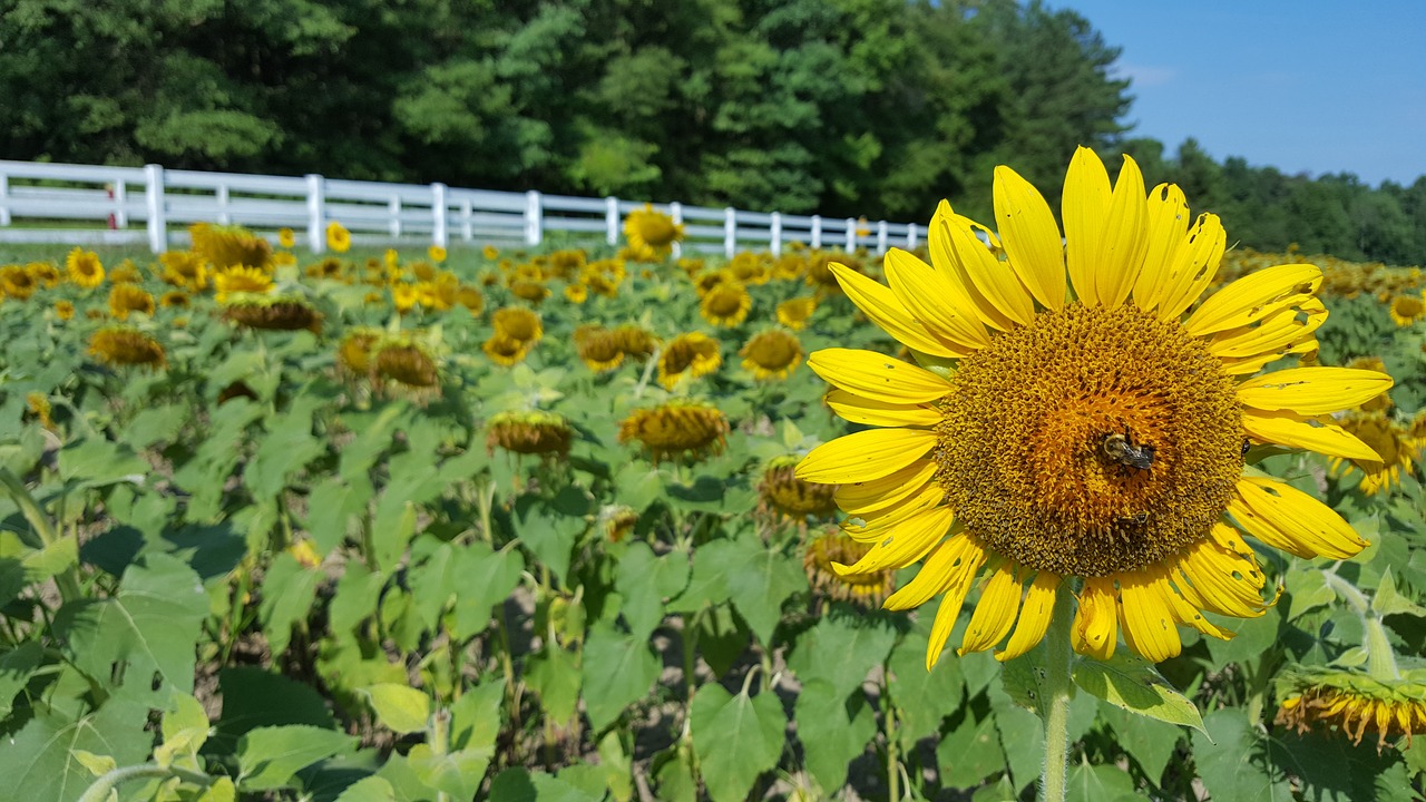 sunflowers fence countryside free photo