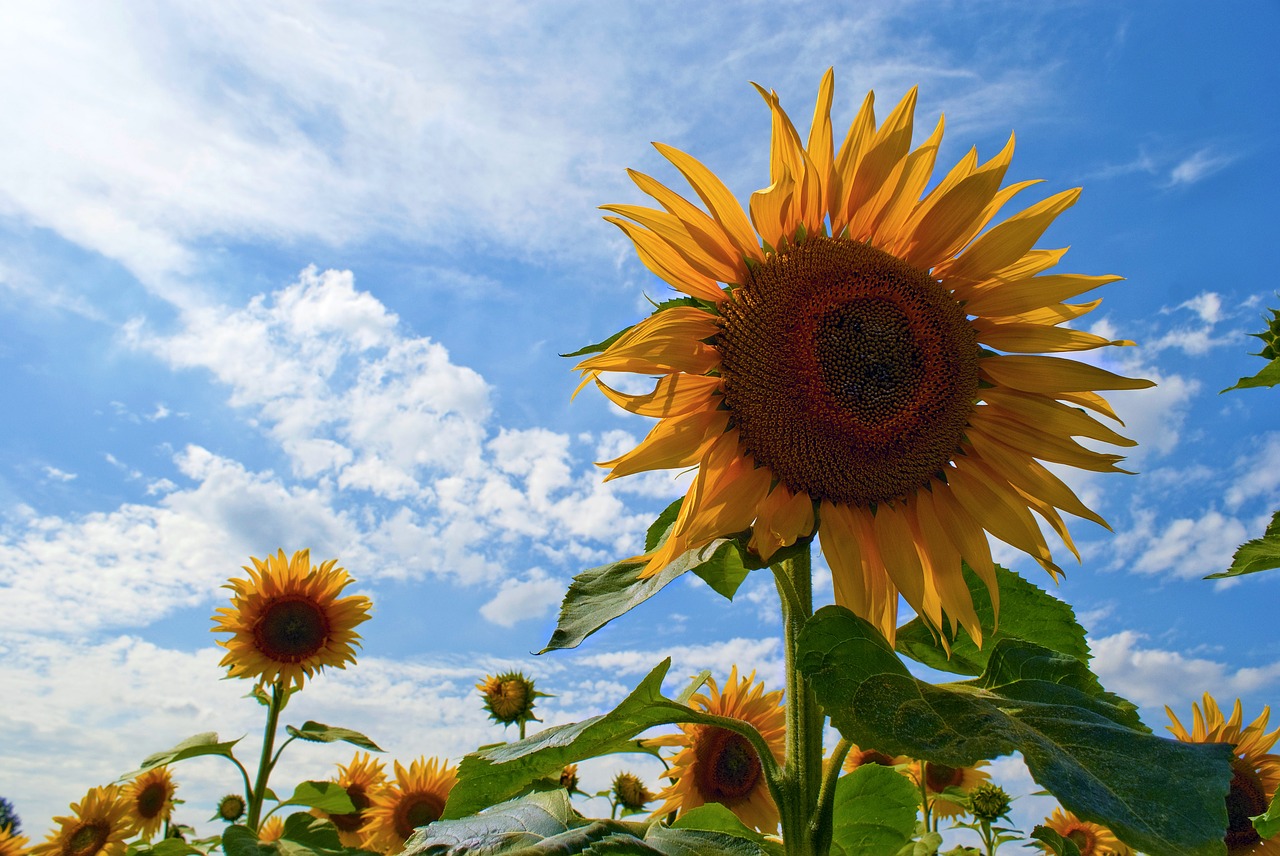 sunflowers blue sky sunflowers against a blue sky free photo