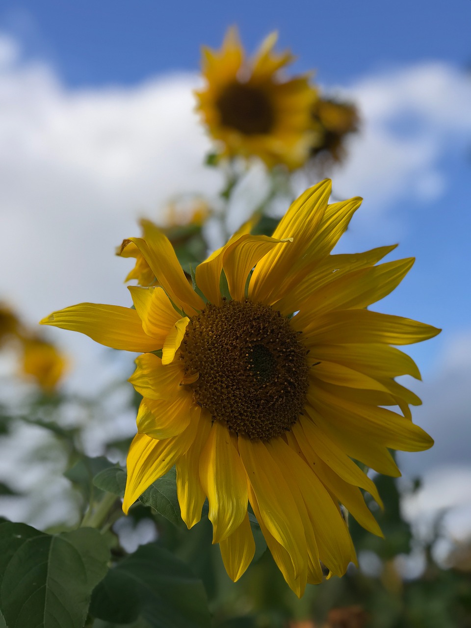 sunflowers sunflower flower free photo