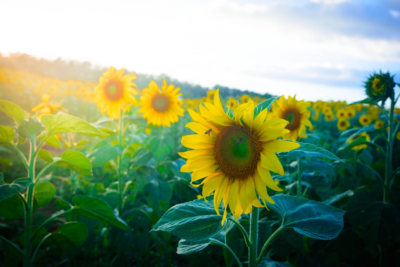 sunflowers dalat milk lam dong free photo