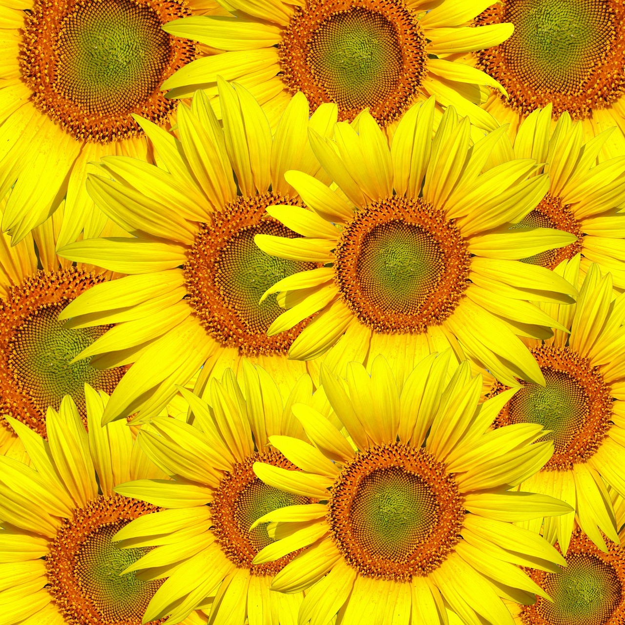 sunflowers sunflower flower free photo