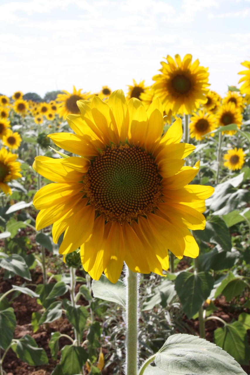 sunflowers  field  outside free photo