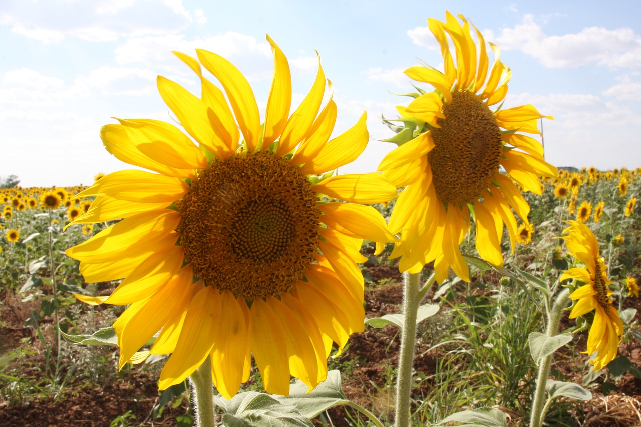 sunflowers  field  outside free photo