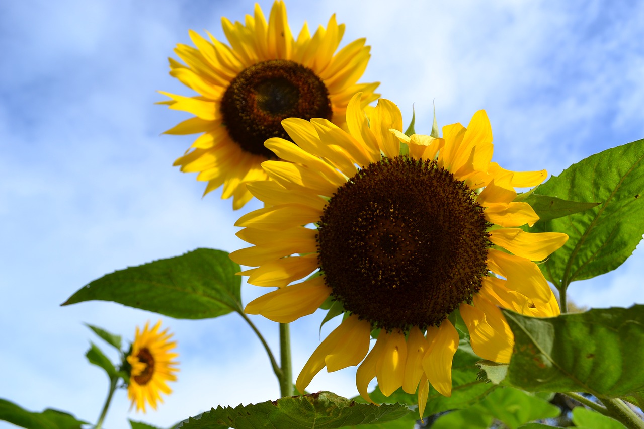 sunflowers  cebu  sirao flower free photo