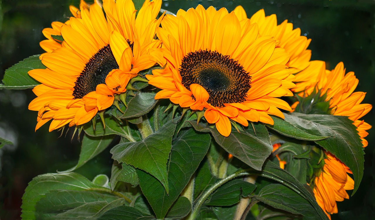 sunflowers  flowers  flower free photo