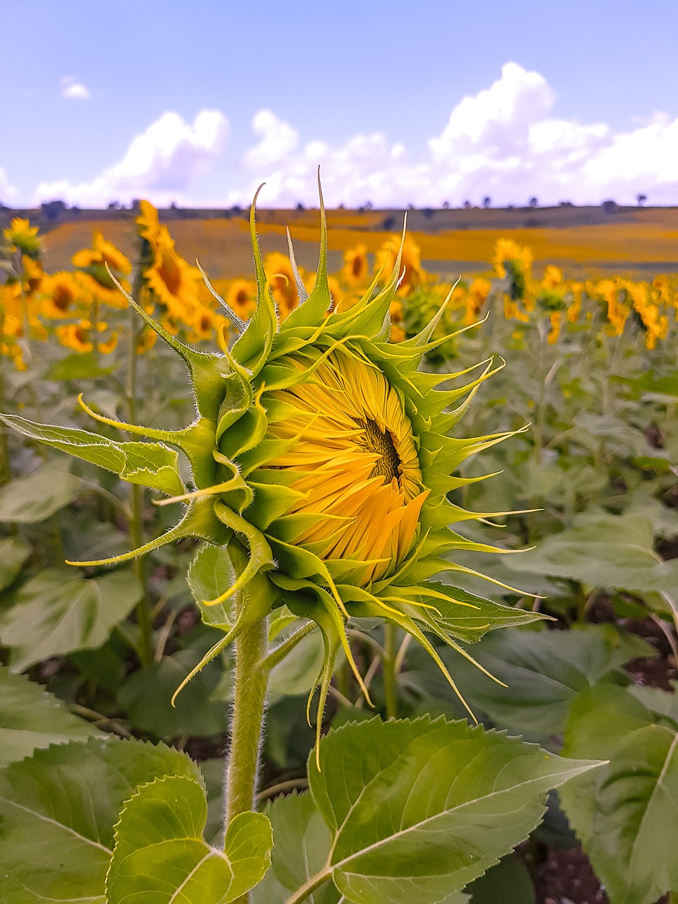 sunflowers  cloud  yellow free photo