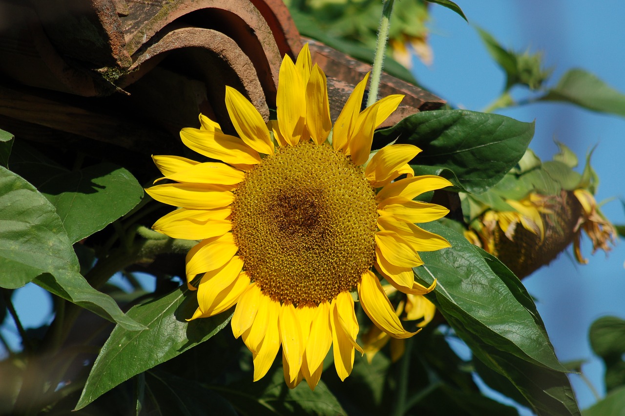 sunflowers  yellow  flower free photo