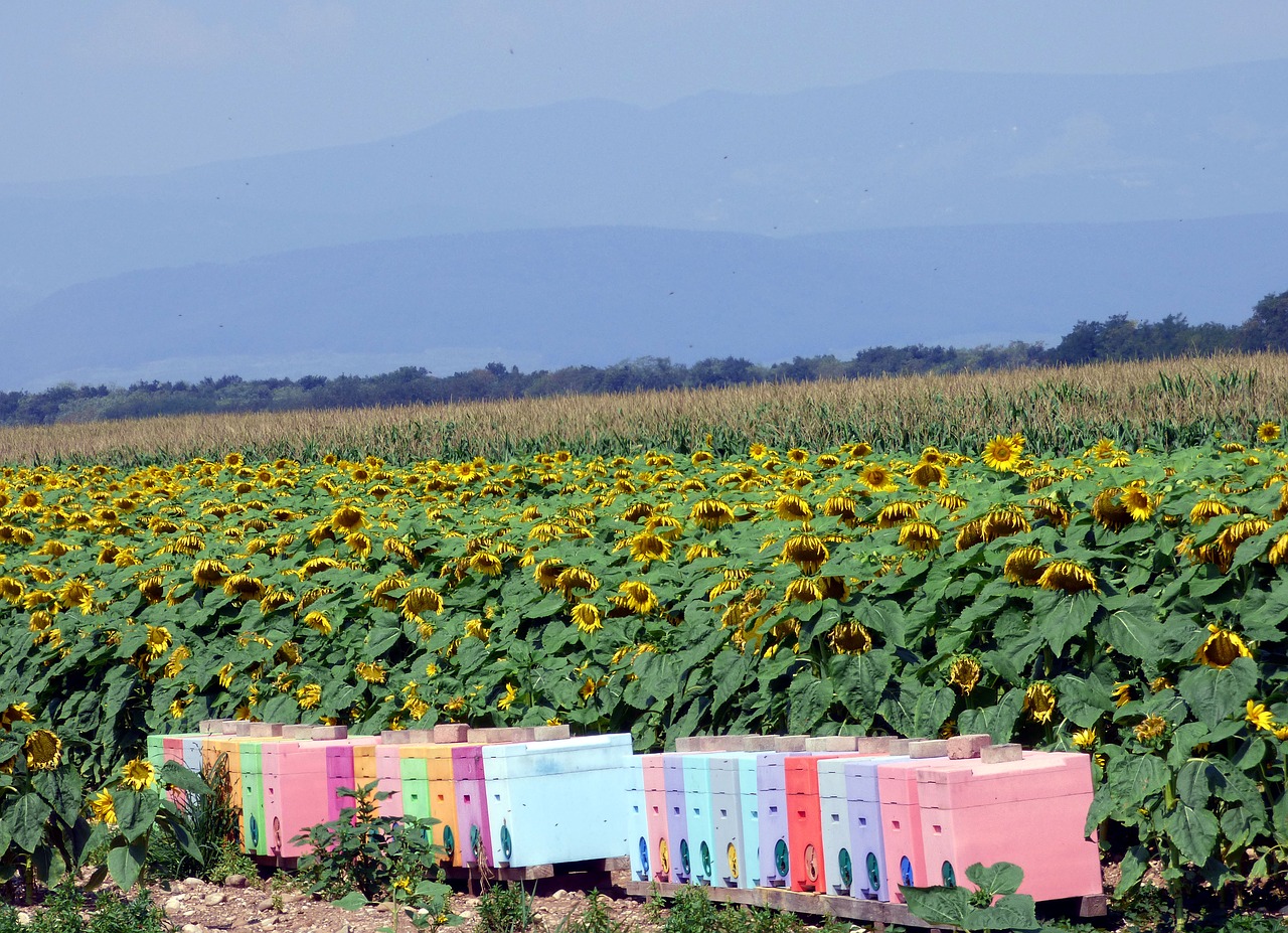 sunflowers  flowers  hives free photo