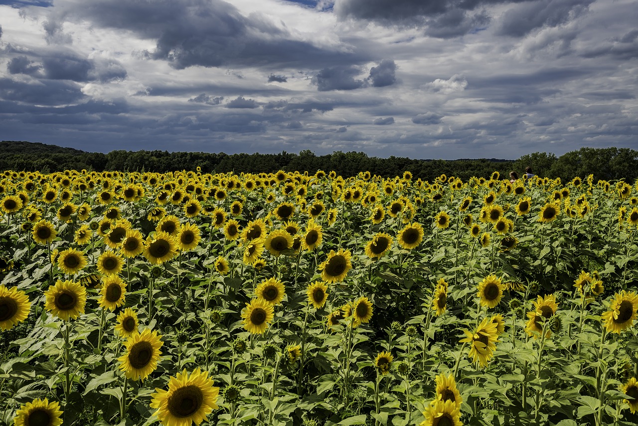 sunflowers  farm  sky free photo