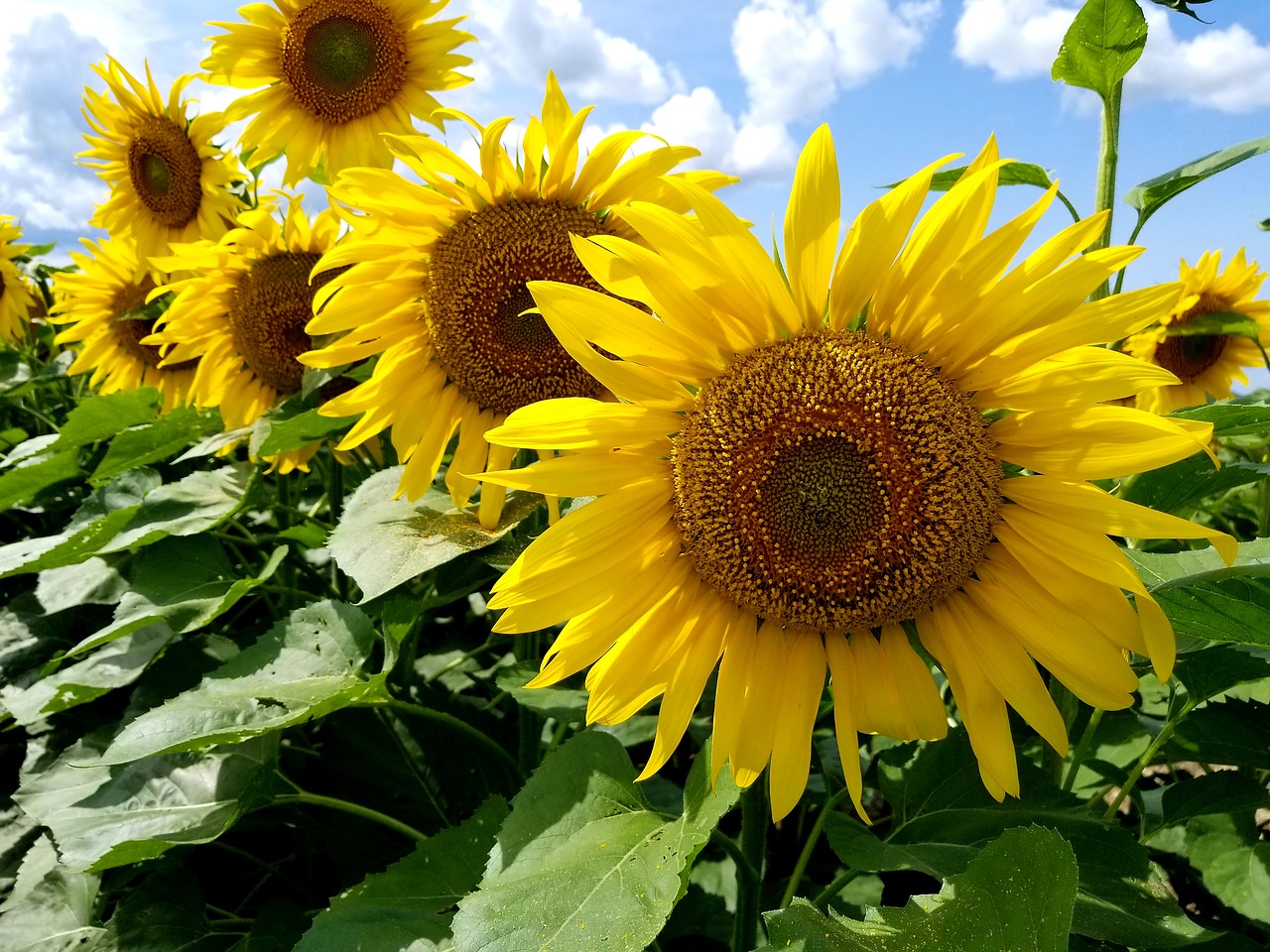 sunflowers  sunflower  field free photo