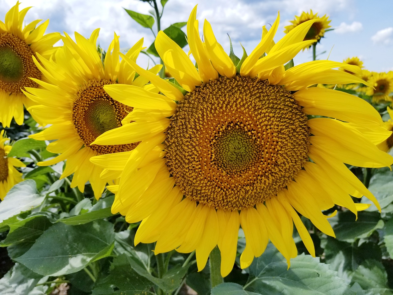 sunflowers  sunflower  field free photo