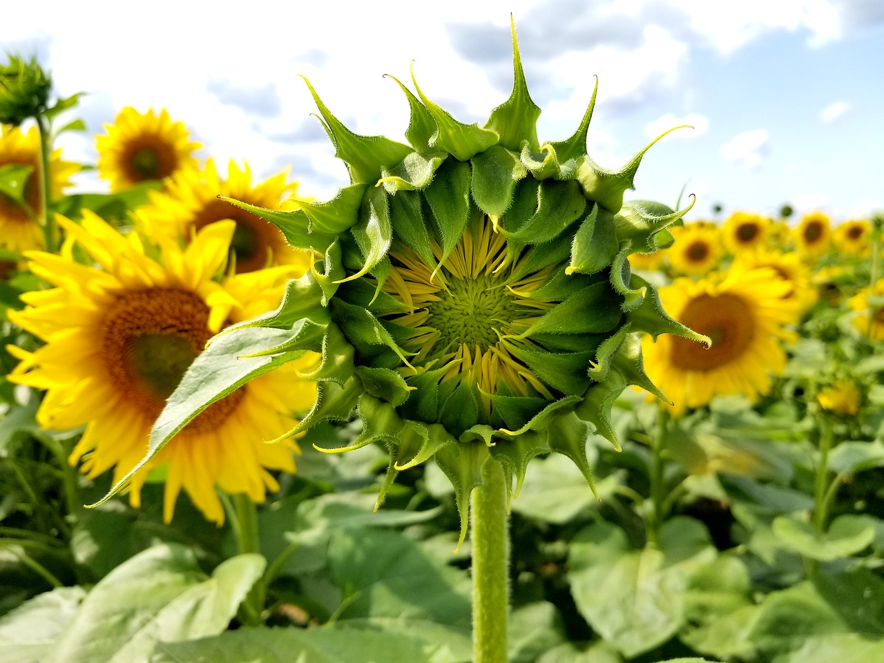 sunflowers  sunflower bud  field free photo