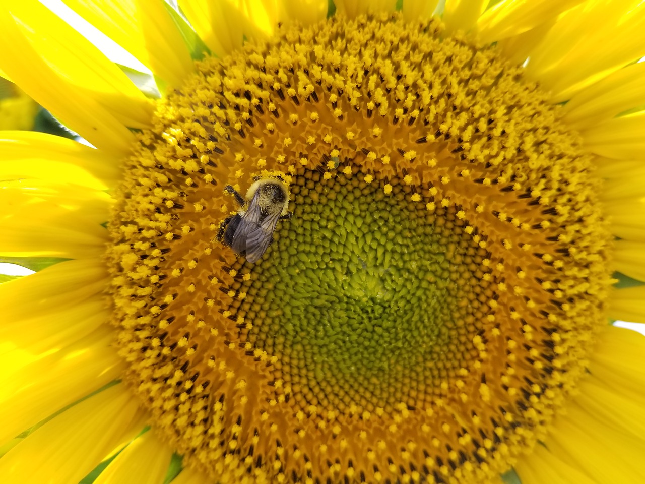 sunflowers  sunflower  field free photo