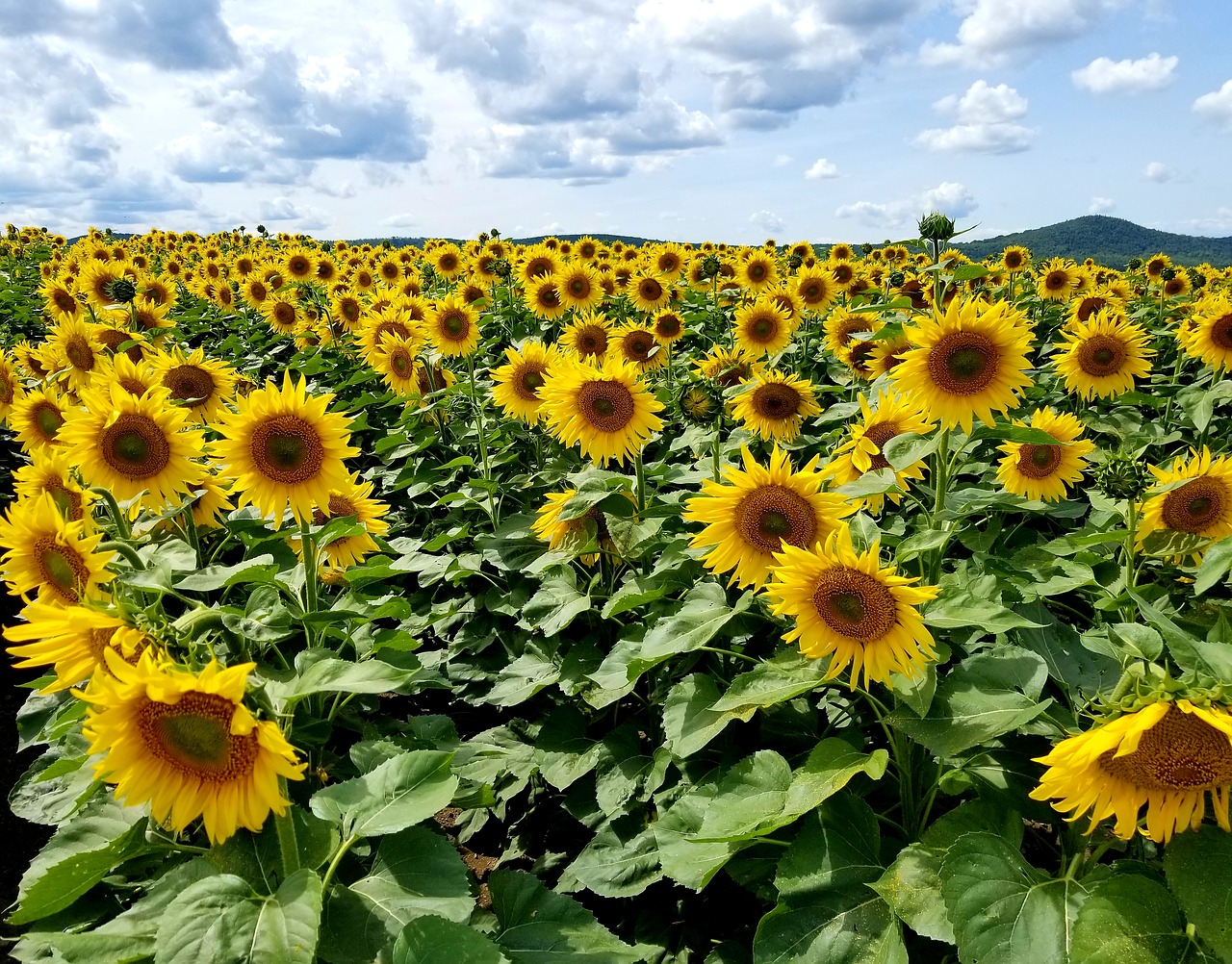 sunflowers  sunflower  field free photo