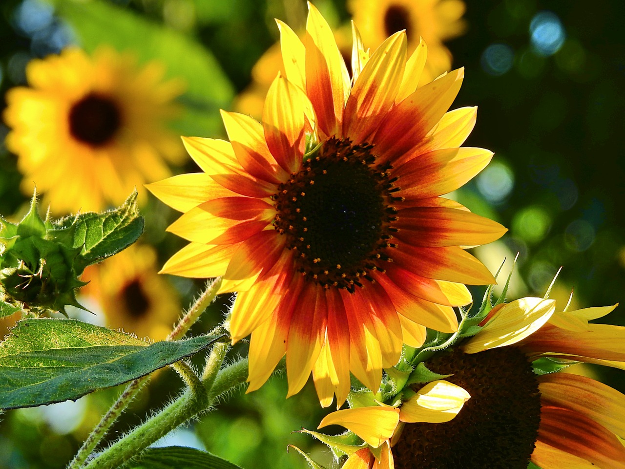 sunflowers  flowers  summer free photo